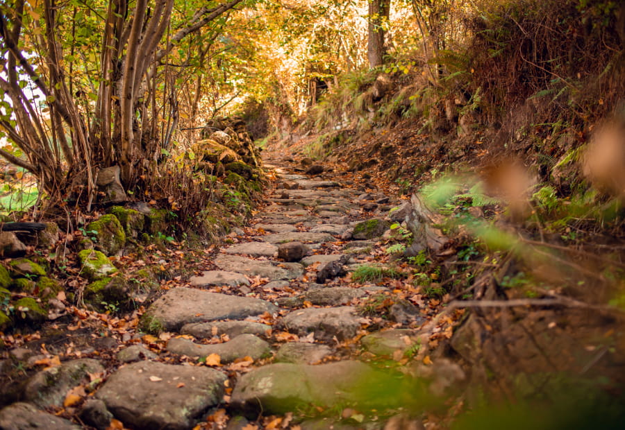 Sendero de piedras en medio del bosque