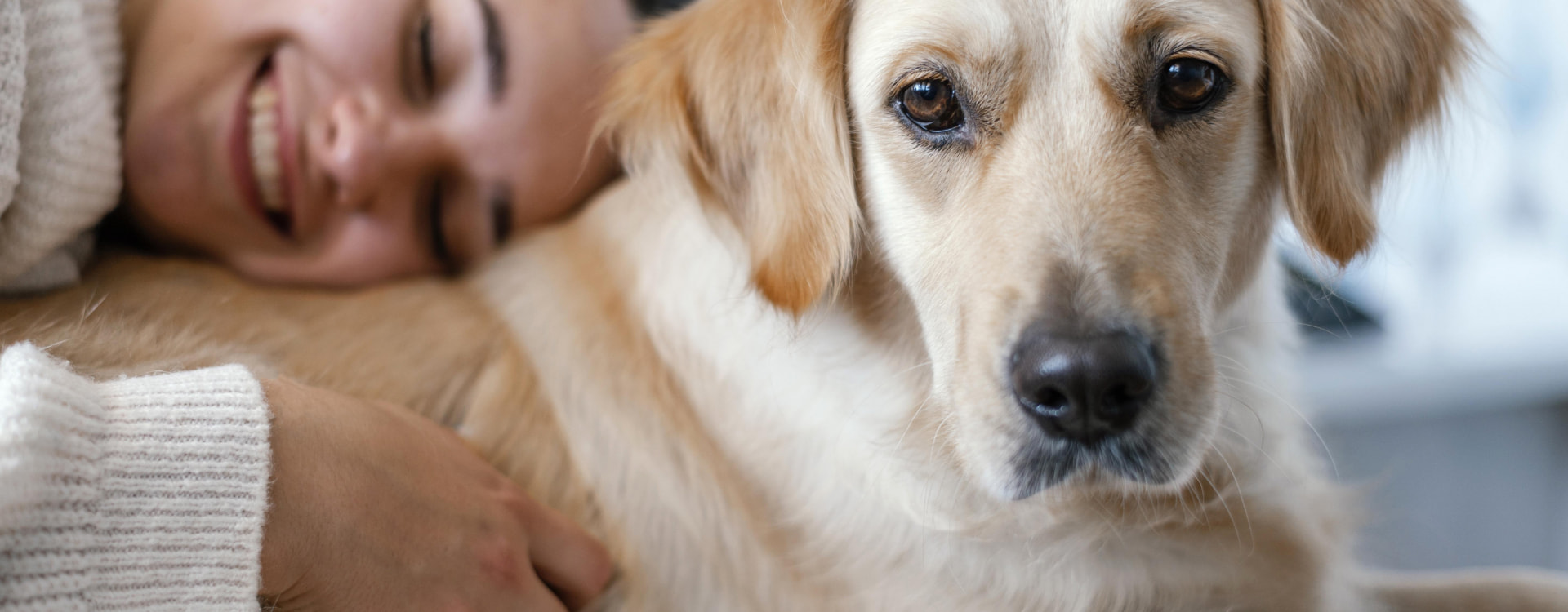 Perro labrador abrazado por su dueña