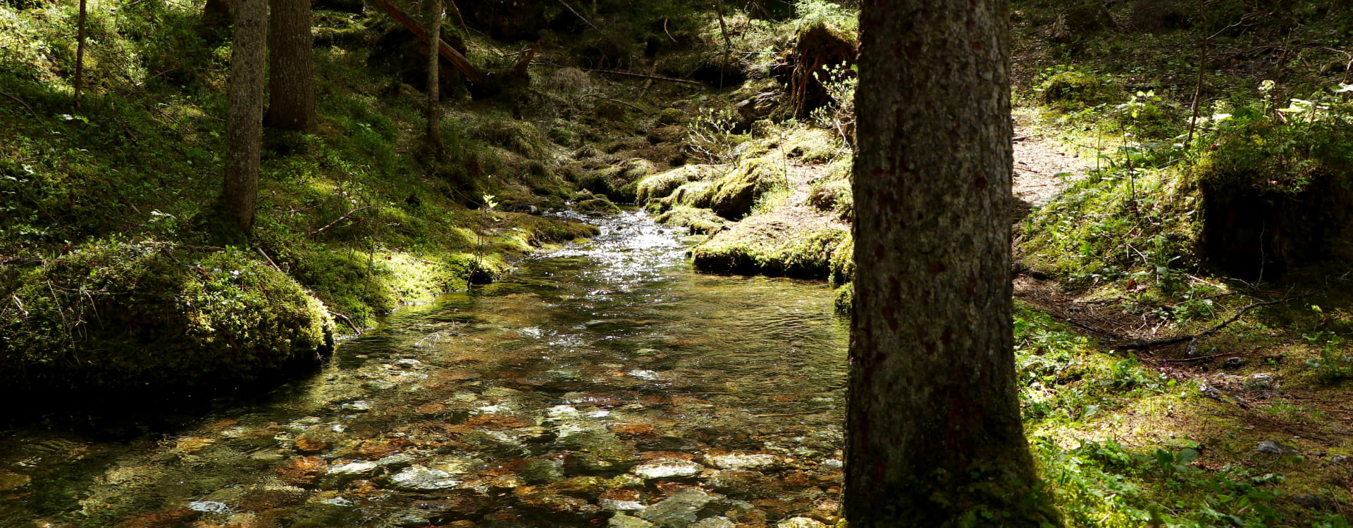 Riachuelo tranquilo en medio del bosque