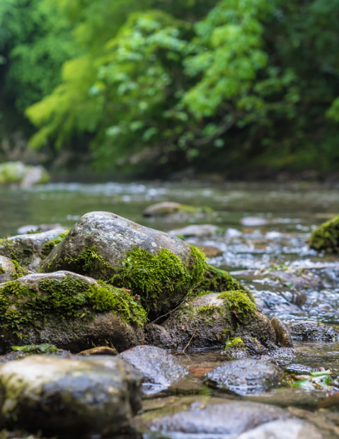 Wet stones in a stream in the middle of the forest