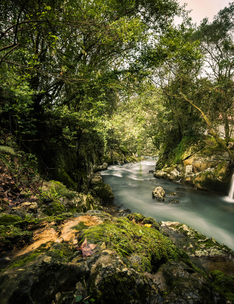 Stream in the middle of a green forest