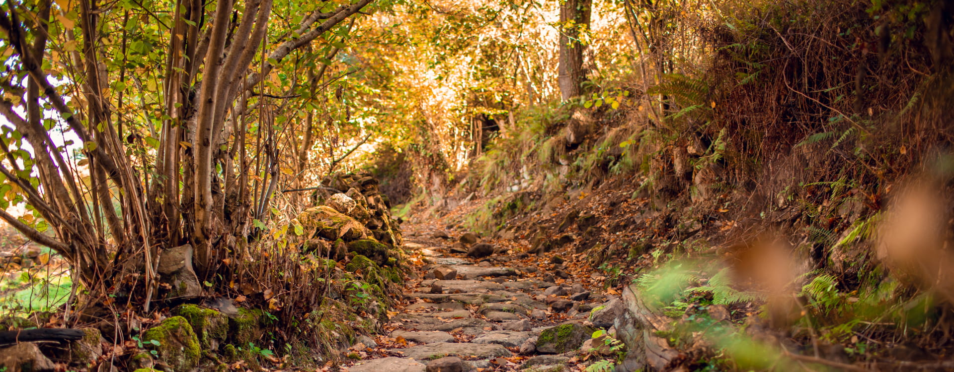 Sendero de piedra en medio del bosque