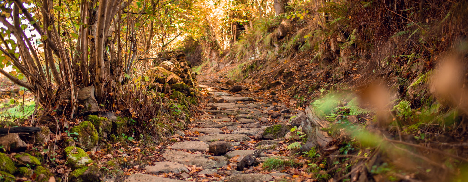 Camino de piedras en medio del bosque con hojas secas